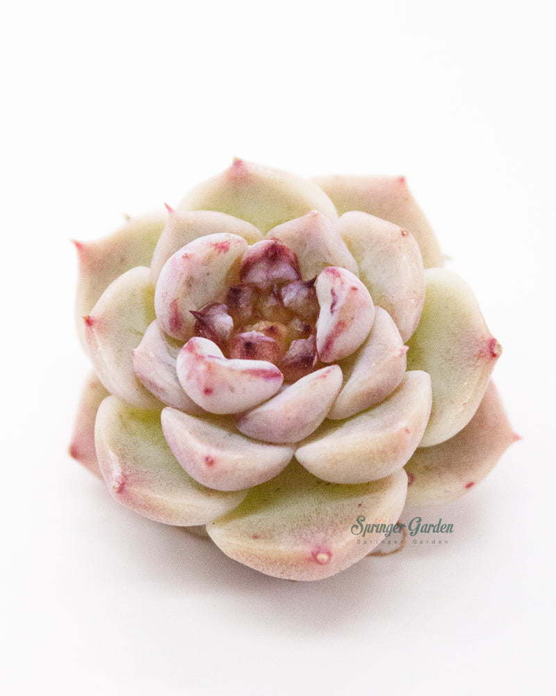 
                
                    Load image into Gallery viewer, Echeveria Red Velvet - One Head
                
            