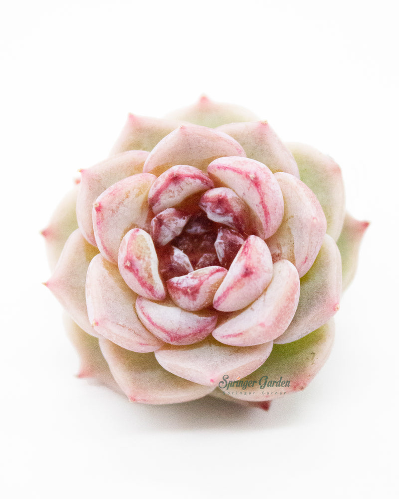 
                
                    Load image into Gallery viewer, Echeveria Red Velvet - One Head
                
            