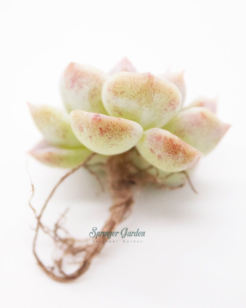 
                
                    Load image into Gallery viewer, Echeveria Red Velvet - One Head
                
            