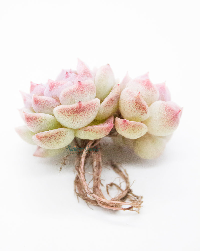 Echeveria Red Velvet - Cluster