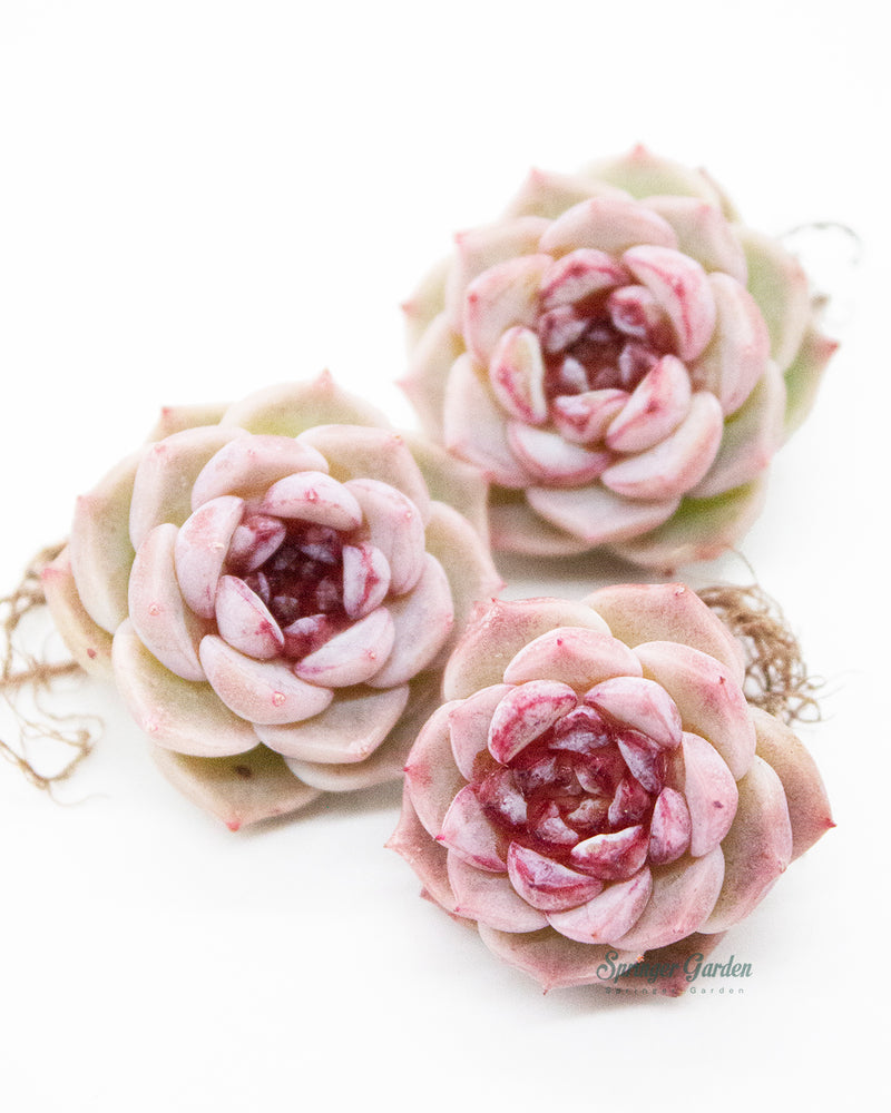 
                
                    Load image into Gallery viewer, Echeveria Red Velvet - One Head
                
            