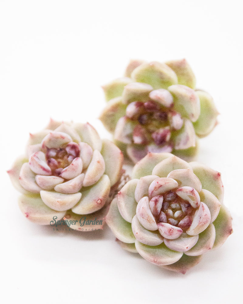 
                
                    Load image into Gallery viewer, Echeveria Red Velvet - One Head
                
            