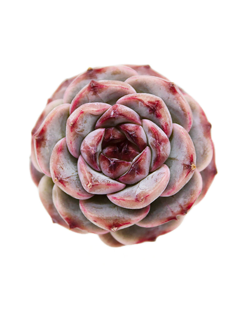 
                
                    Load image into Gallery viewer, Echeveria Red Velvet - One Head
                
            