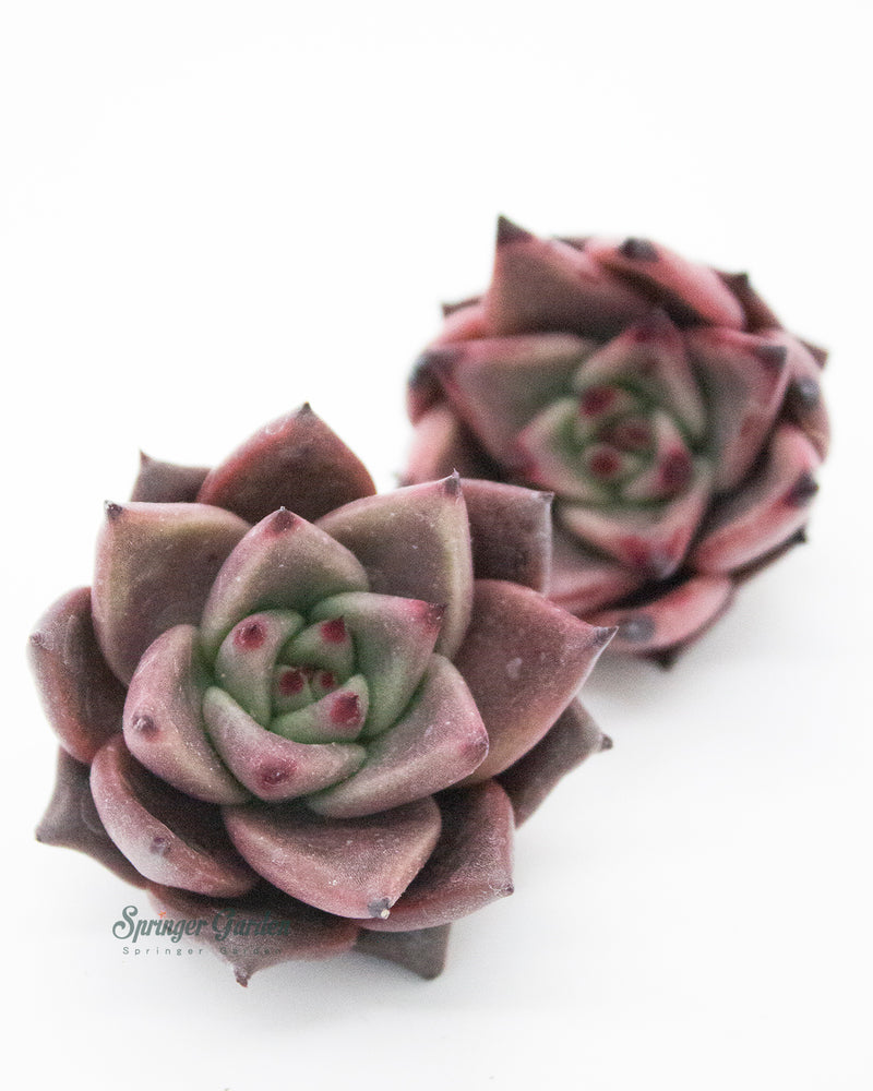 Echeveria Red Ebony