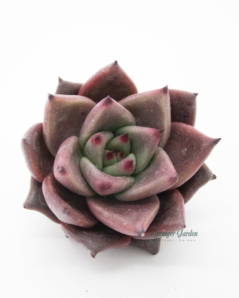 Echeveria Red Ebony