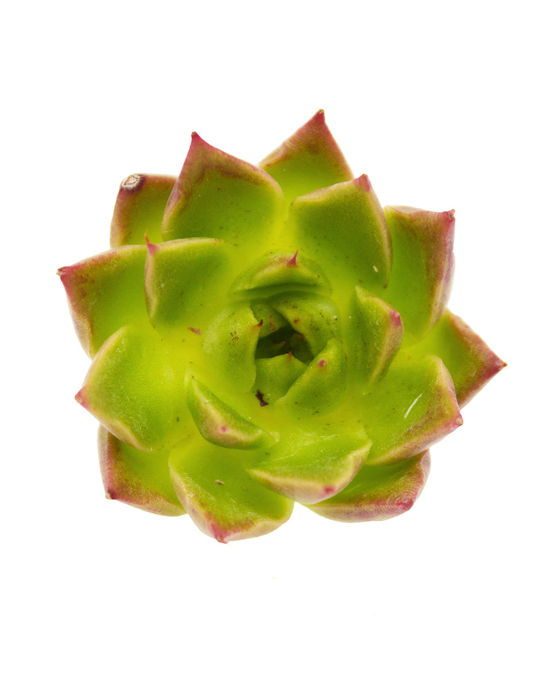 
                
                    Load image into Gallery viewer, Echeveria Red Spy
                
            