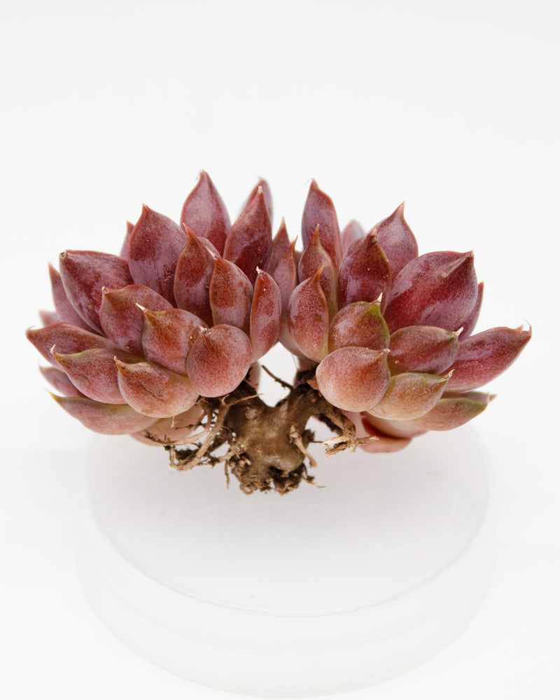 Echeveria Roman