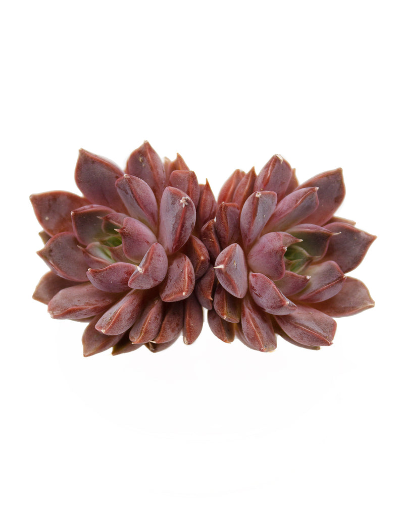 Echeveria Roman