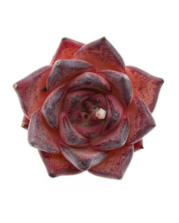 Echeveria Romeo