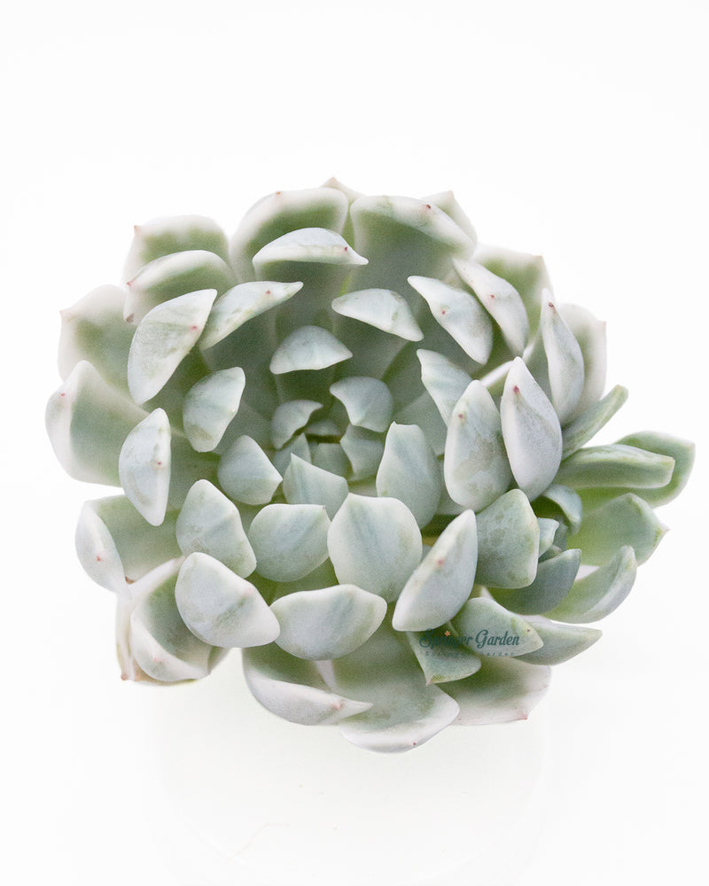 Echeveria Royal Chrysanthemum