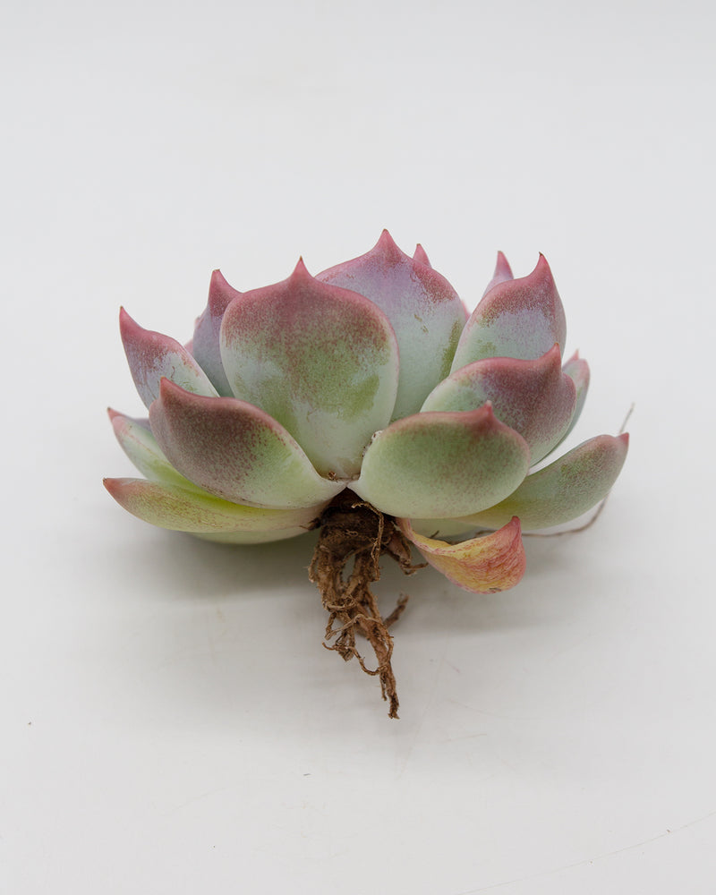 Echeveria Rosanna