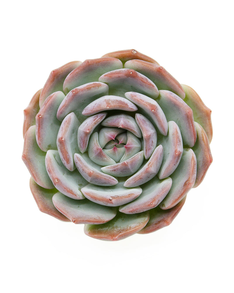 Echeveria Rosanna