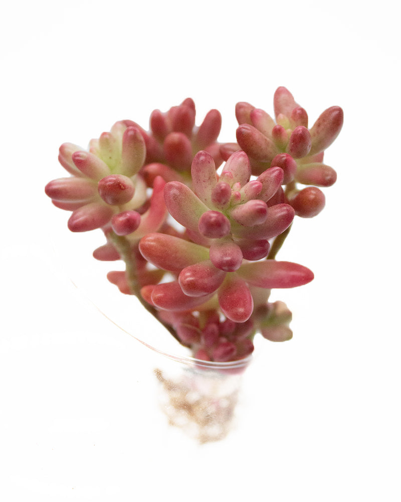 Echeveria Rubroinctum