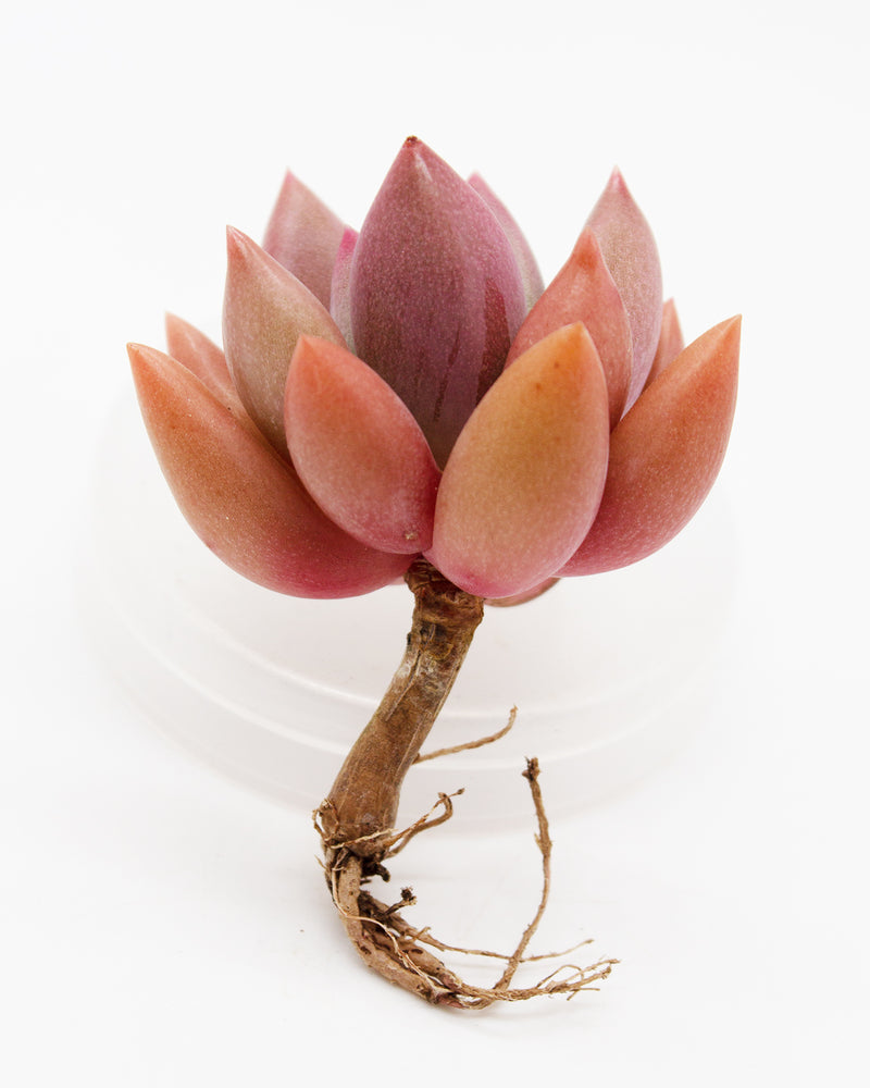 Echeveria Rubydona