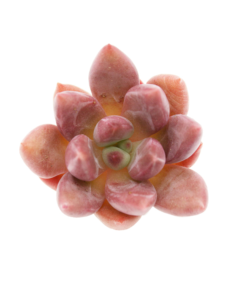 Echeveria Rubydona