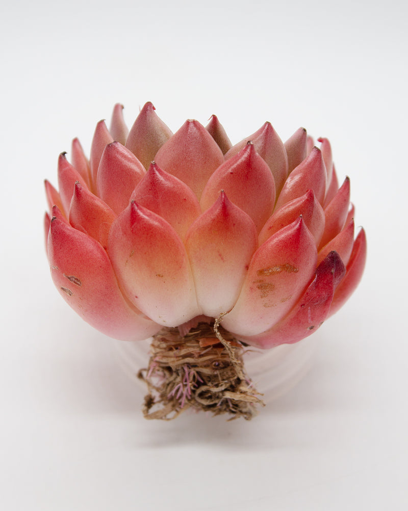 
                
                    Load image into Gallery viewer, Echeveria Rudolf
                
            
