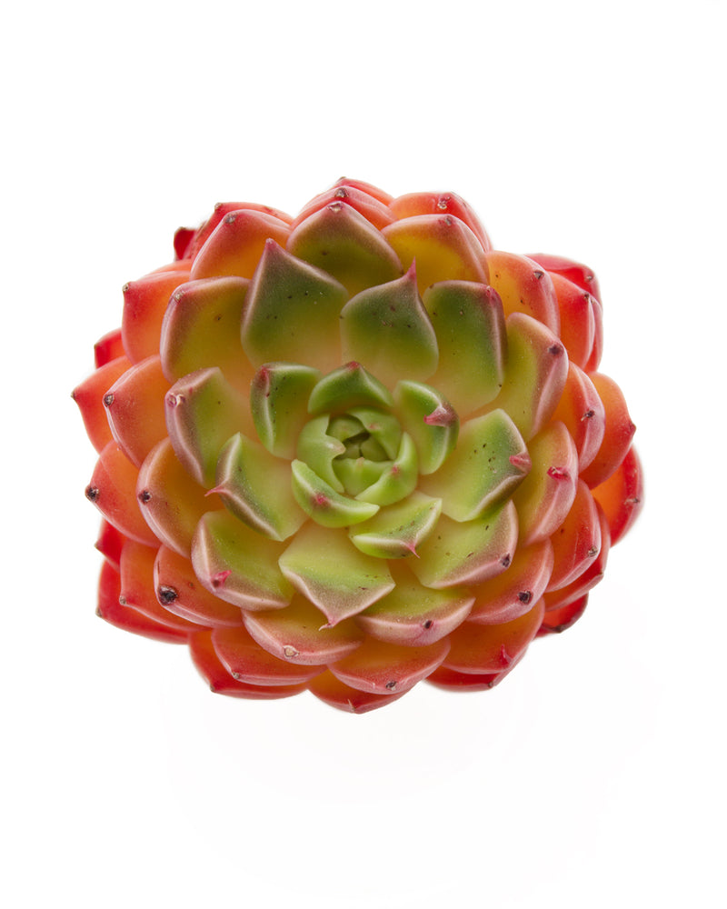 
                
                    Load image into Gallery viewer, Echeveria Rudolf
                
            
