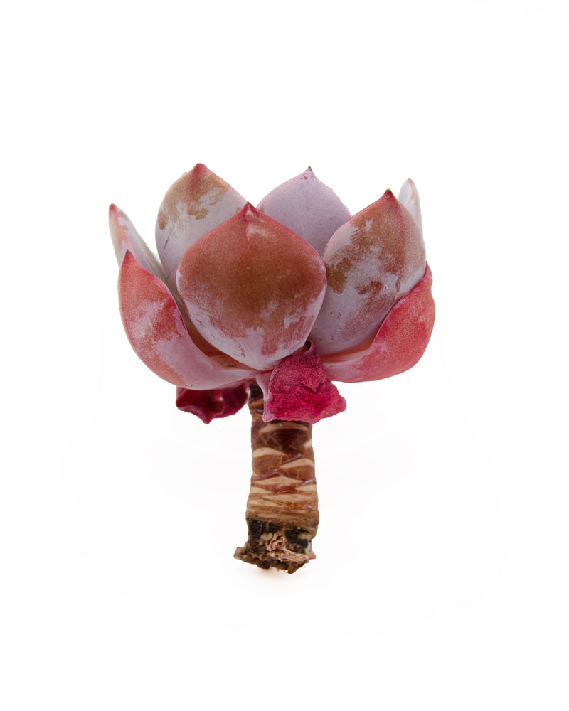 Echeveria Runyonii cv