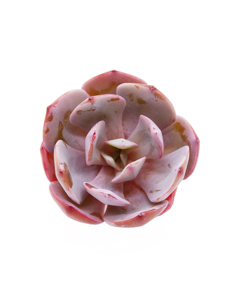 Echeveria Runyonii cv