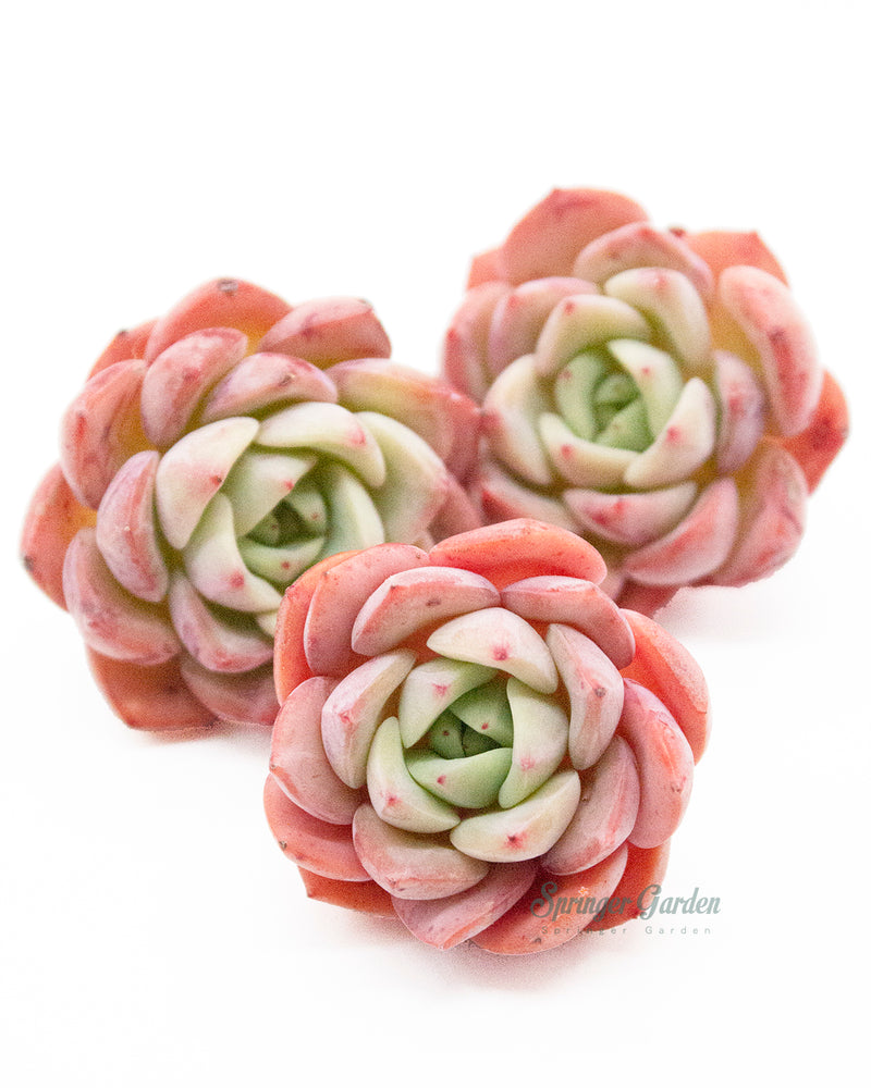 Echeveria Salmon