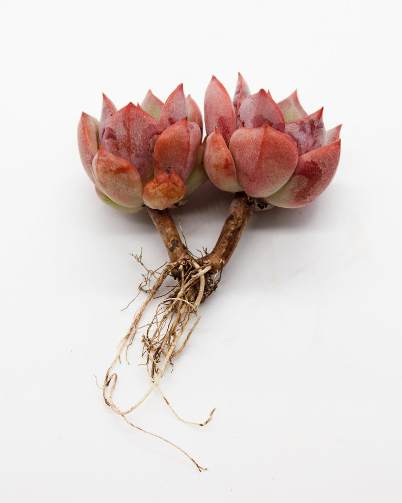 Echeveria Salmon