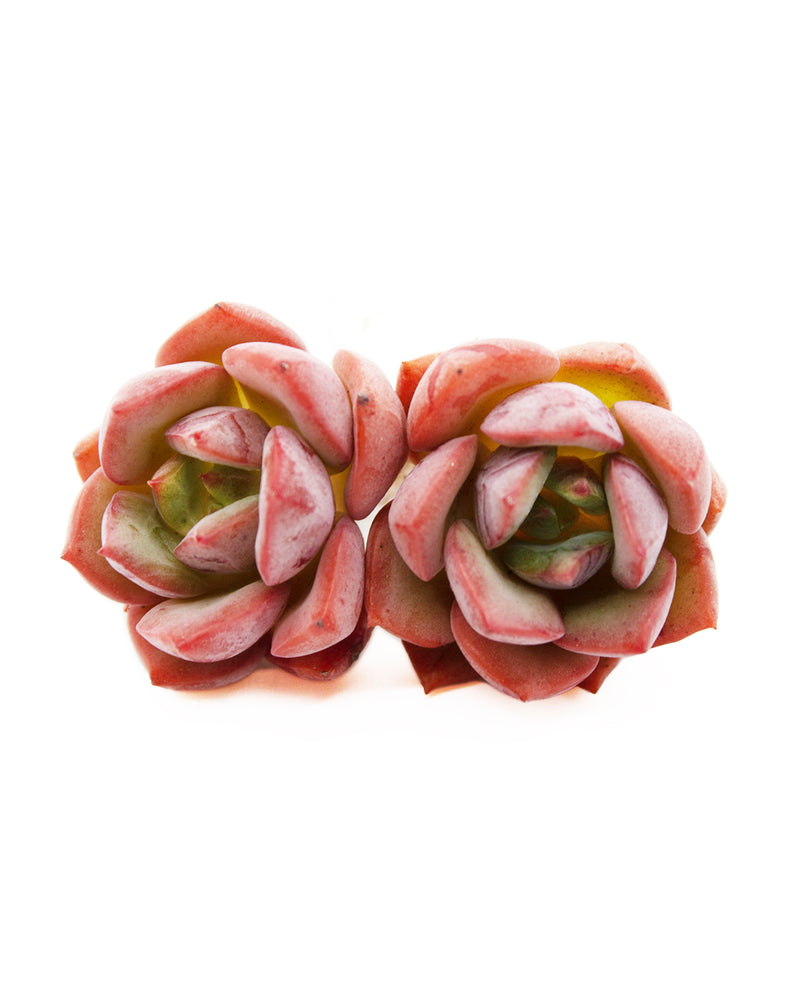 Echeveria Salmon