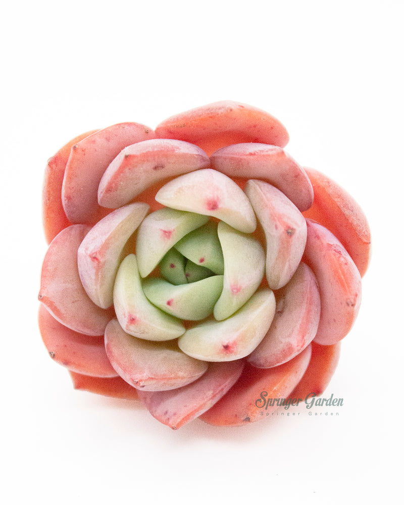 Echeveria Salmon