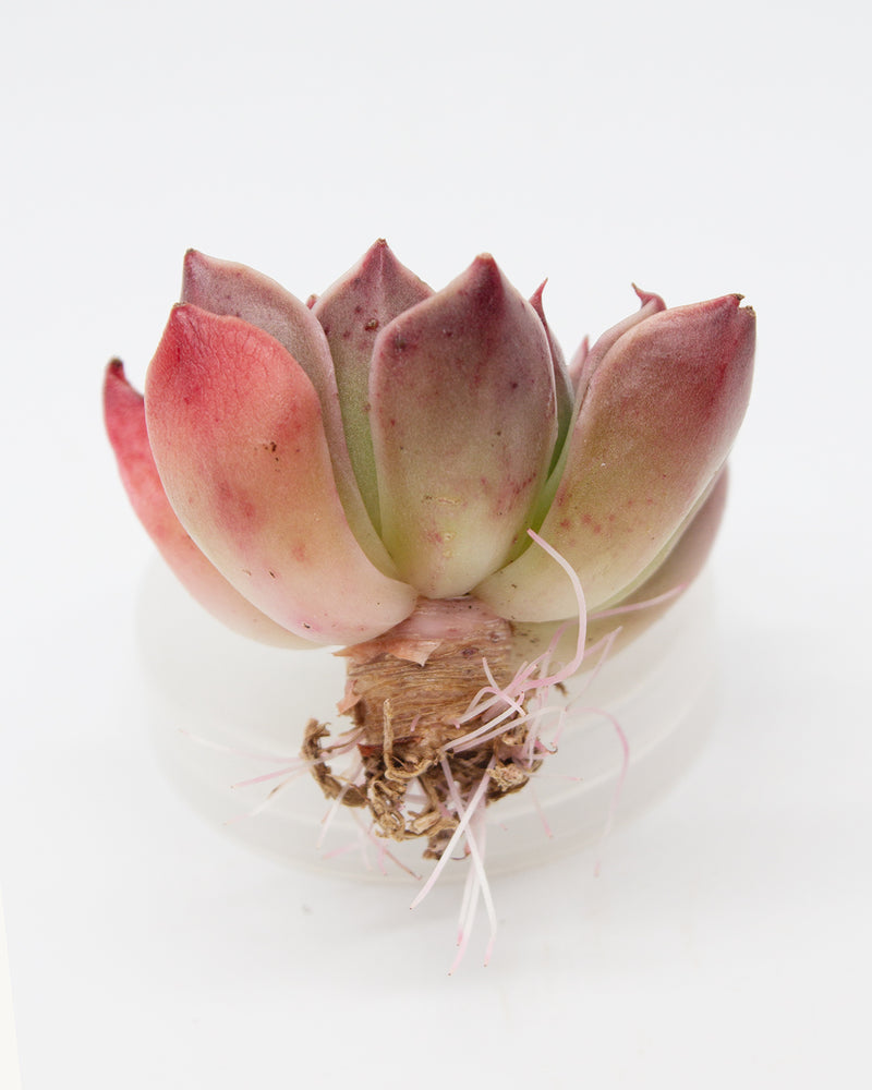 
                
                    Load image into Gallery viewer, Echeveria Saint Lois
                
            