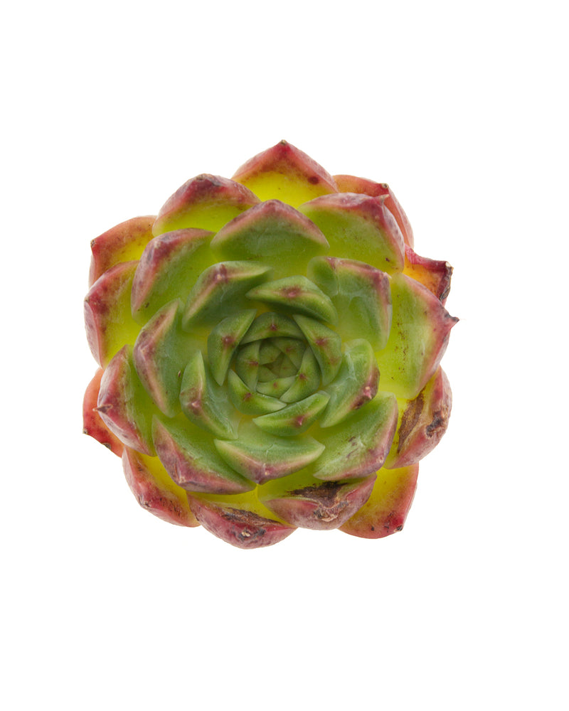 Echeveria Saint Lois
