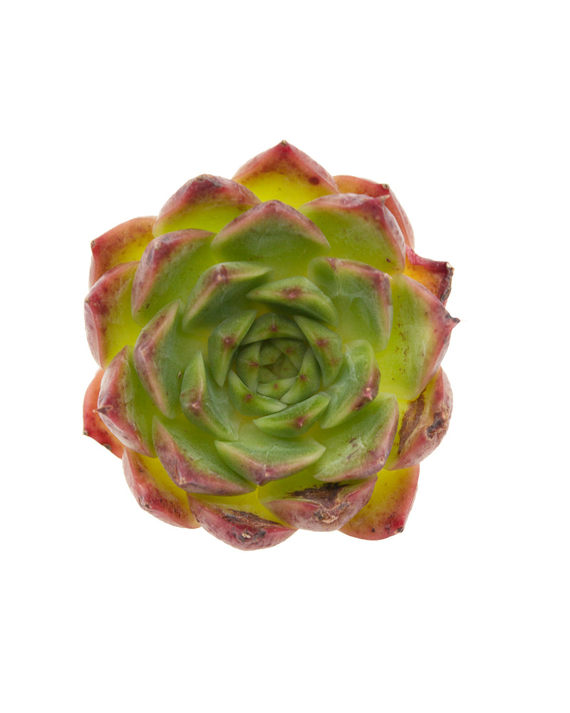 
                
                    Load image into Gallery viewer, Echeveria Saint Lois
                
            