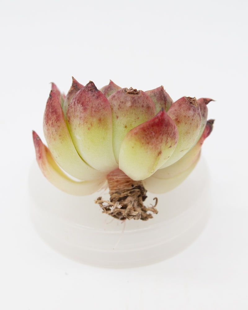 
                
                    Load image into Gallery viewer, Echeveria Saint Lois
                
            