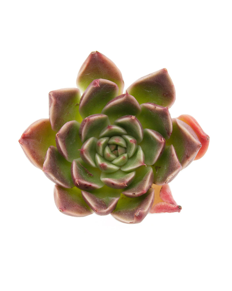 Echeveria Saint Lois
