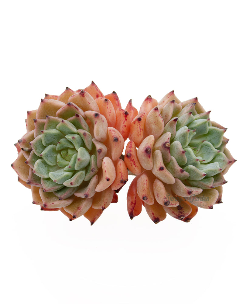 Echeveria Sarahime