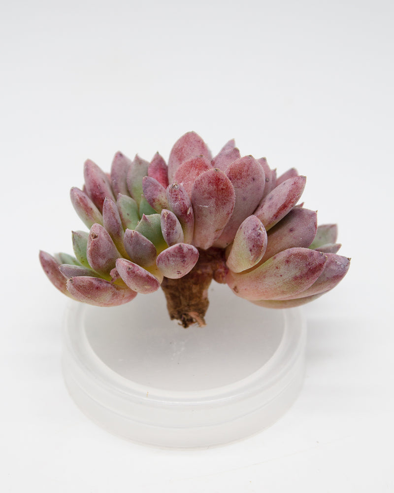 Echeveria Sea Dream