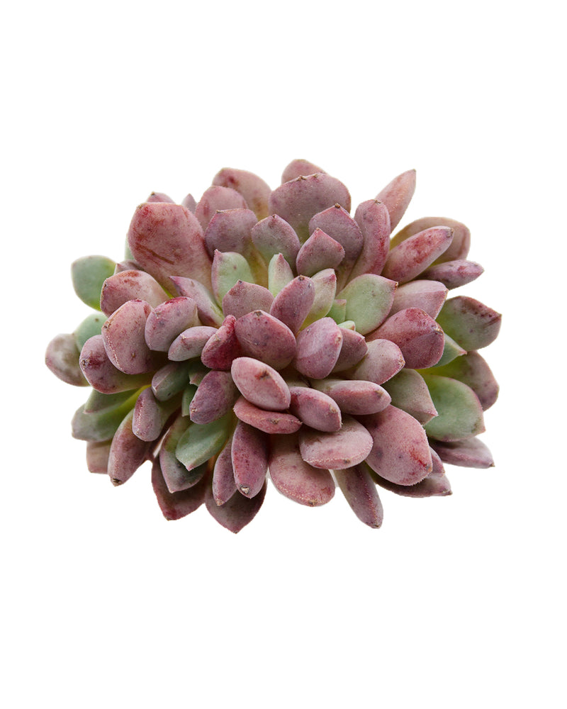 Echeveria Sea Dream