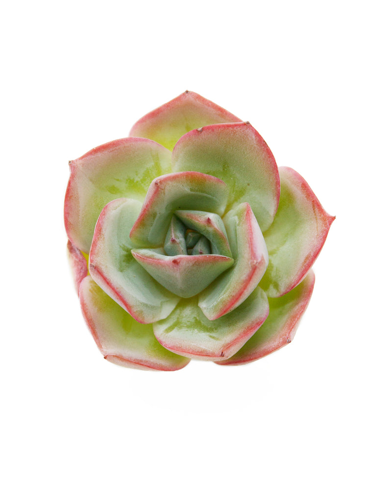 Echeveria Selex