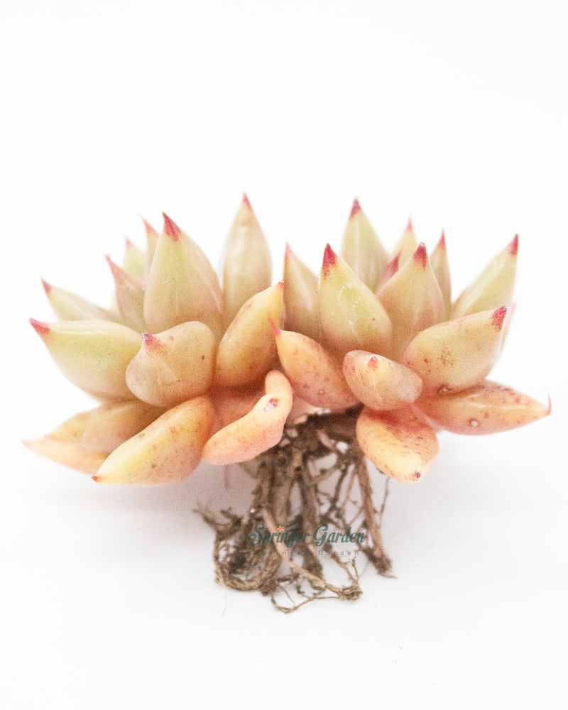 Echeveria Shaikh