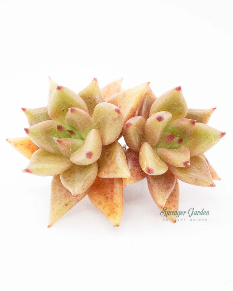 Echeveria Shaikh