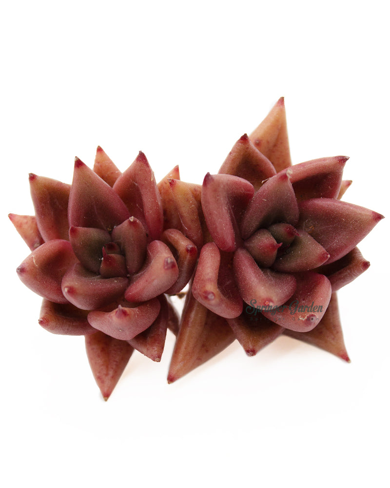 Echeveria Shaikh