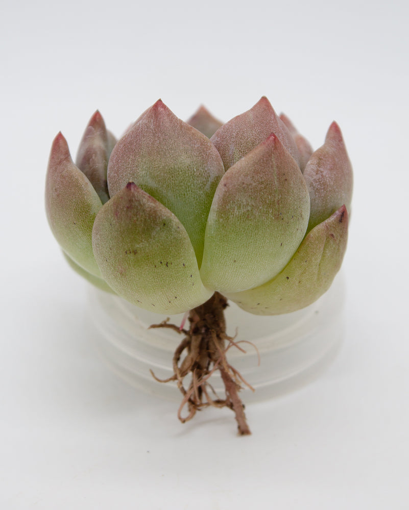 Echeveria Shallot