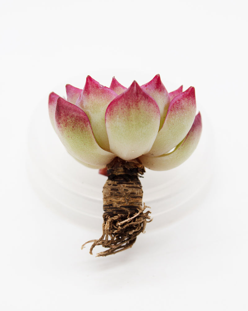 Echeveria Shany