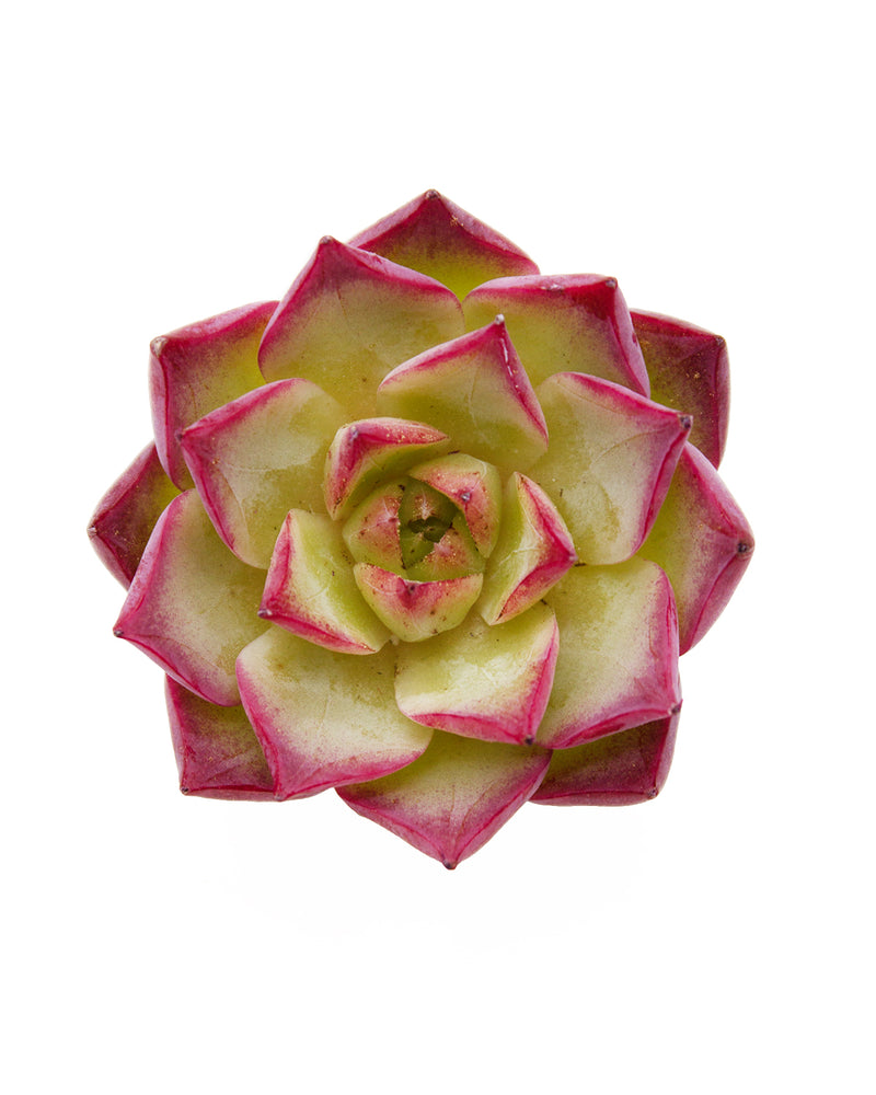 Echeveria Shany