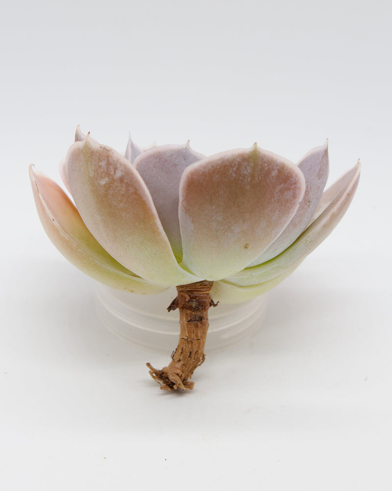 Echeveria Shingiroo