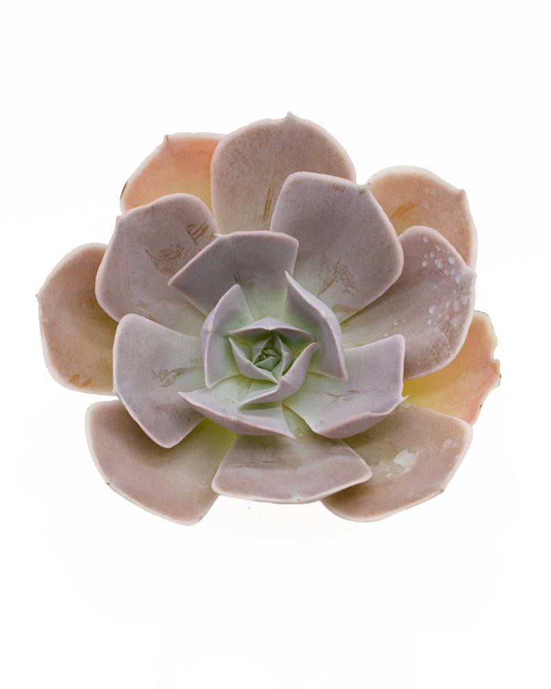 Echeveria Shingiroo