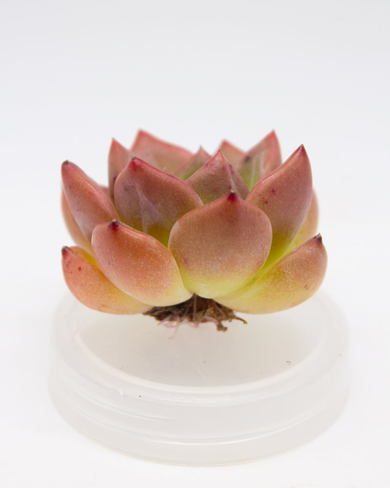 Echeveria Shylo