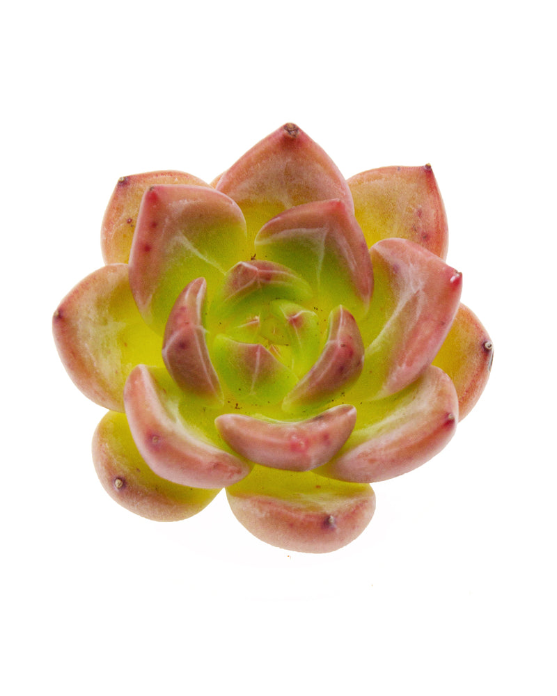 Echeveria Shylo