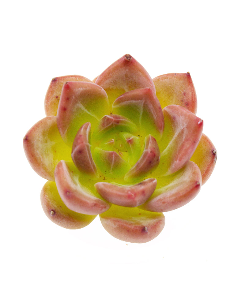 
                
                    Load image into Gallery viewer, Echeveria Shylo
                
            