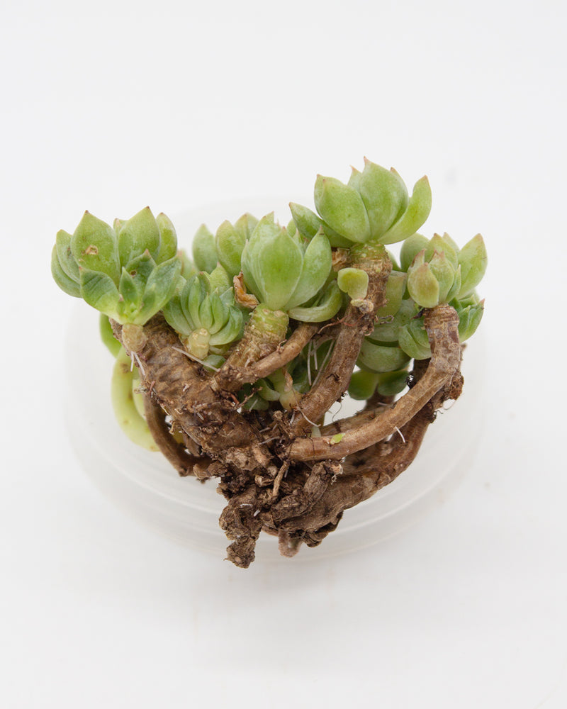 Echeveria Siberia