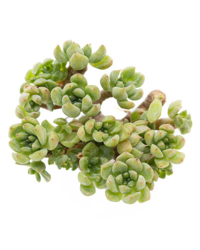 Echeveria Siberia