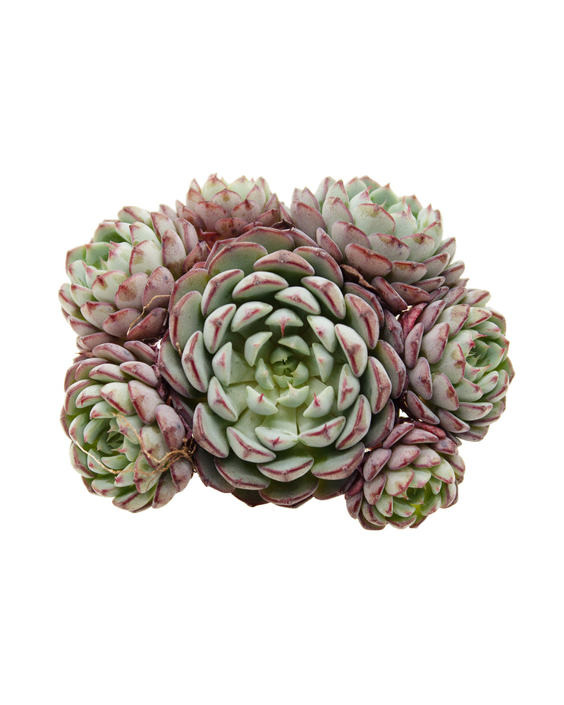 Echeveria Sierra